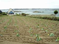 129 Ile de Batz_000018